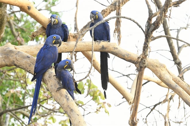 94 スミレコンゴウインコ　Hyacinth Macaw